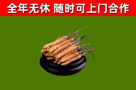 新田县回收冬虫夏草